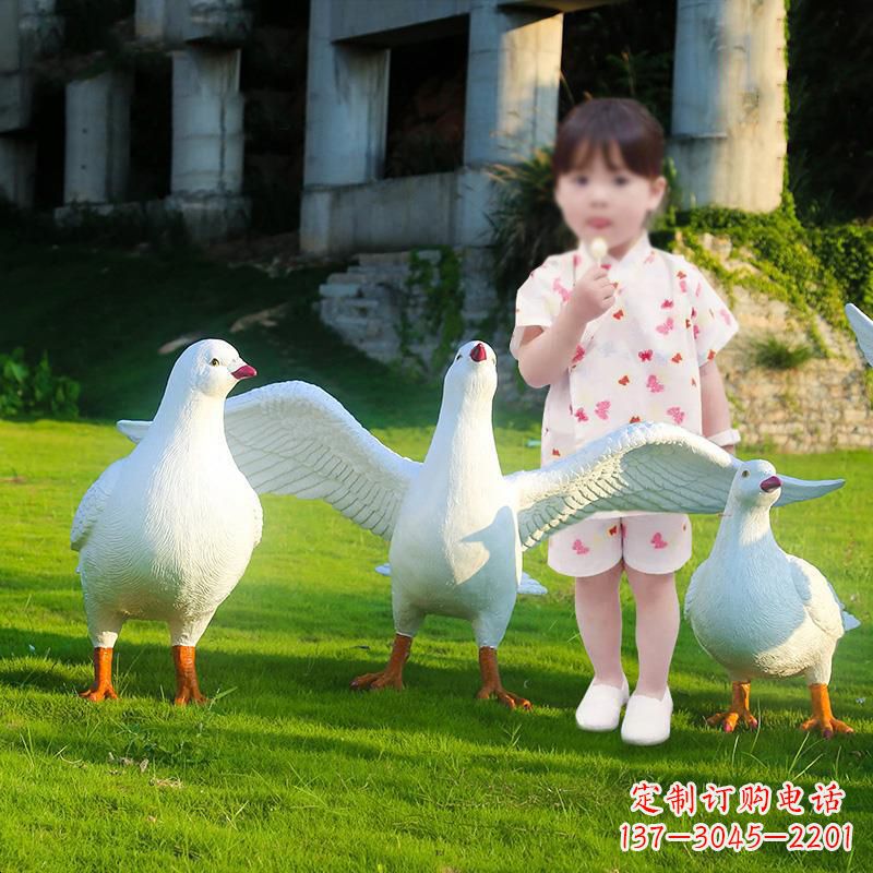 益阳和平鸽唤醒内心的宁静