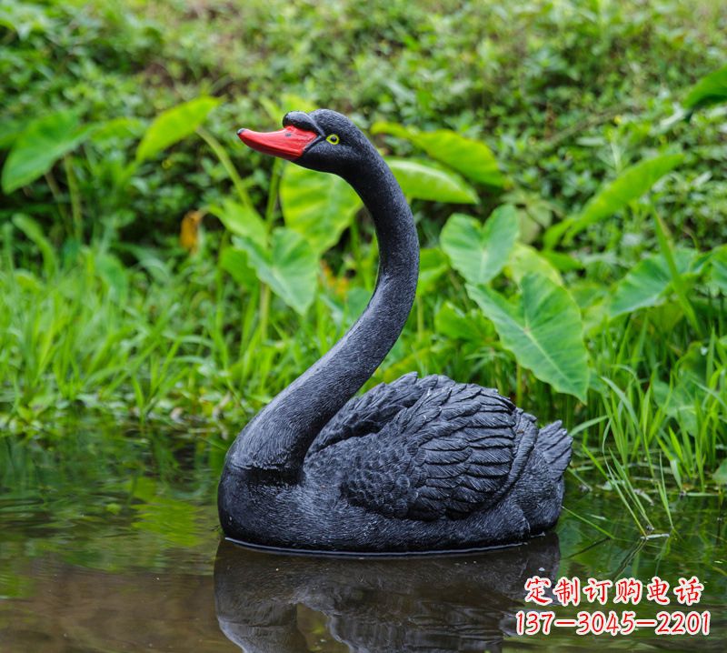 益阳黑天鹅婉约鱼尾,完美呈现园林水塘水景