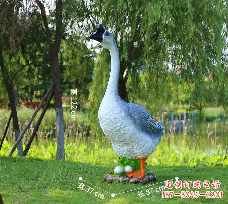 益阳站立的灰色天鹅
