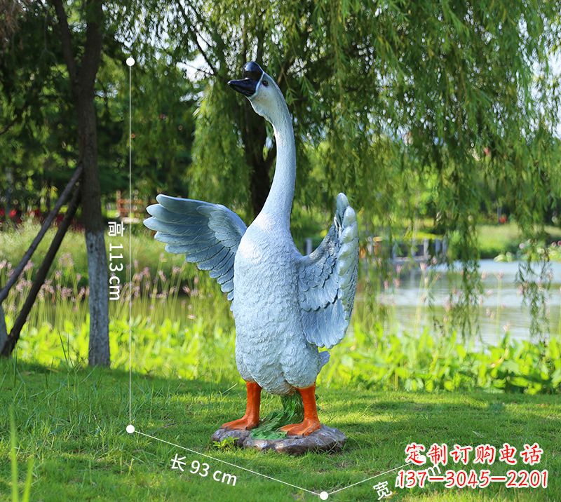 益阳站立的灰色展翅天鹅