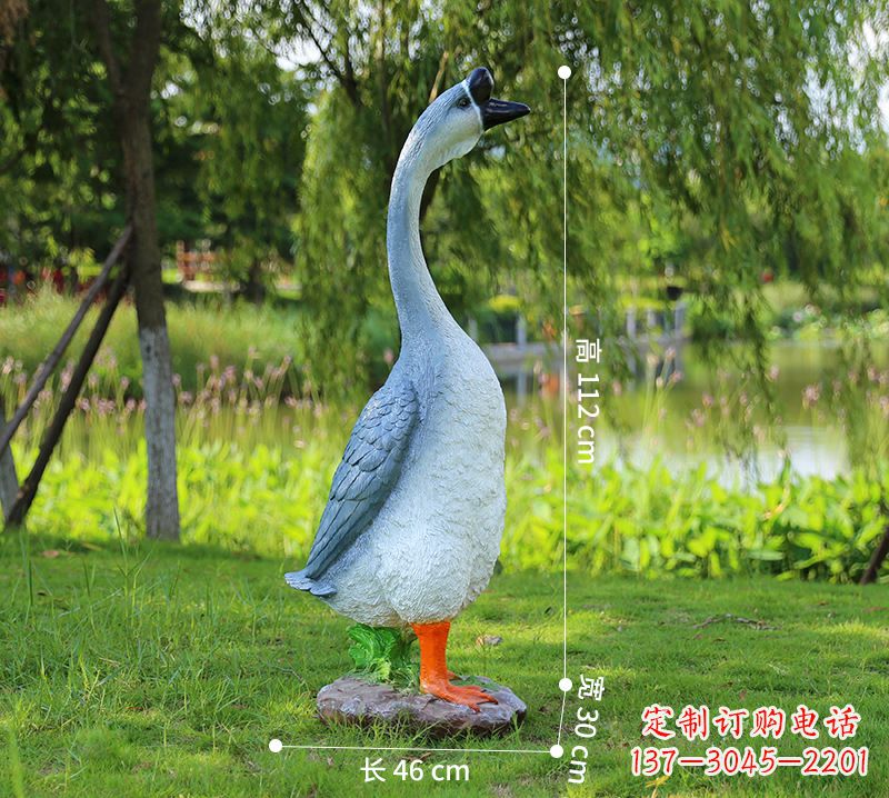 益阳站立立脖灰色天鹅